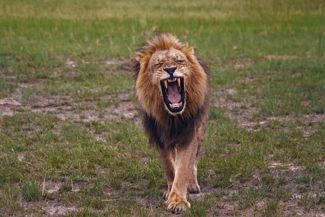 Roaring lion portrait on grassland, natural, accurate color balancing and enhanced contrast for dramatic wildlife scene